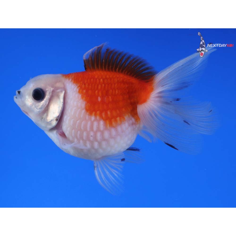 3.5” Imported Red and White Pearlscale
