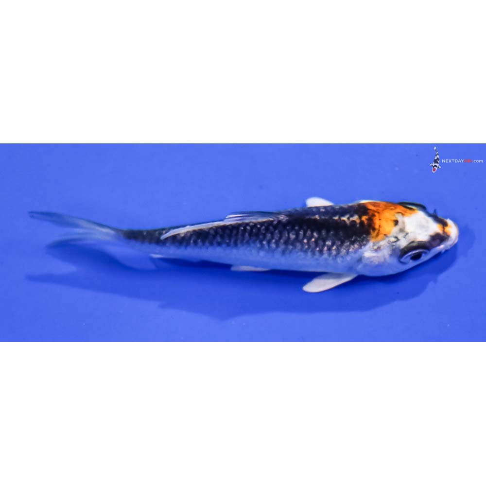 3” Imported Kujaku