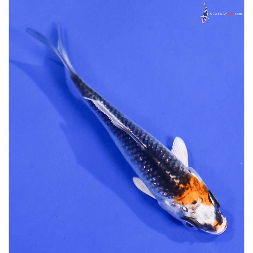 3” Imported Kujaku
