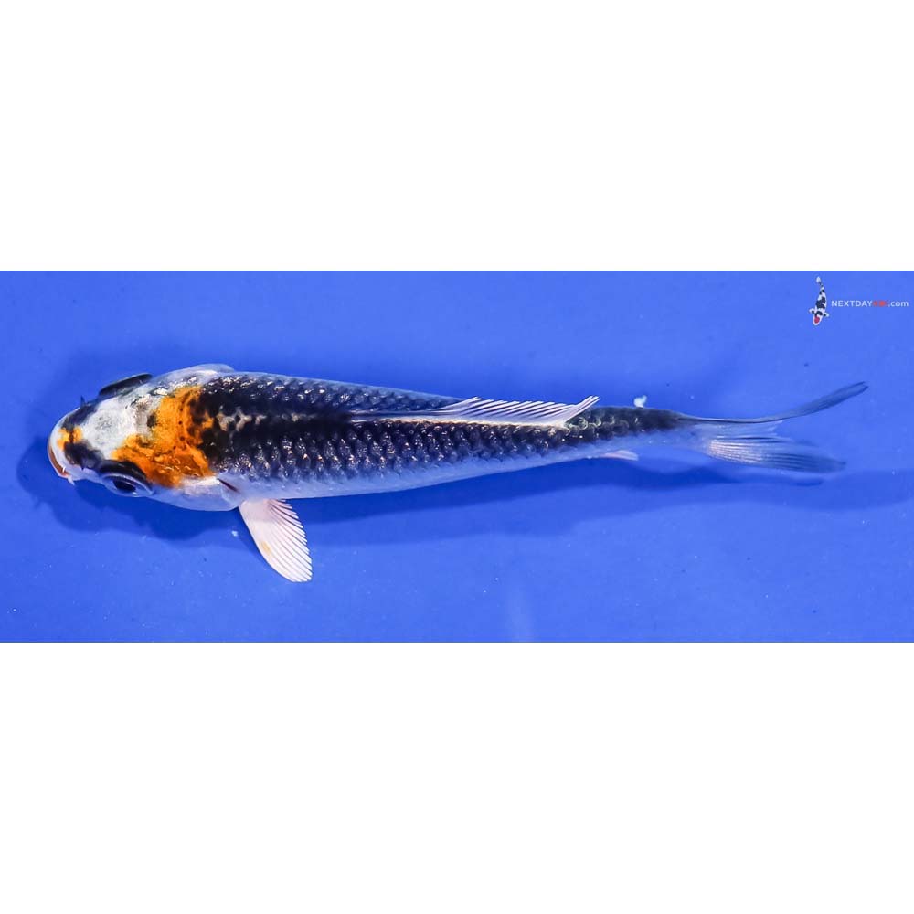3” Imported Kujaku