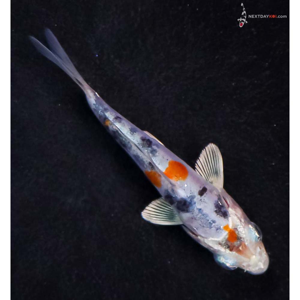 3” Imported Heisei Nishiki