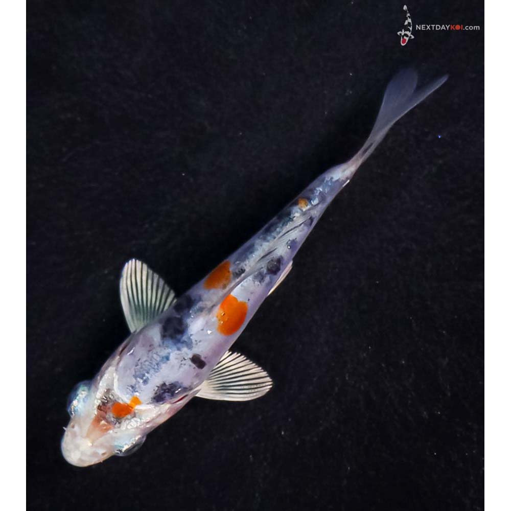3” Imported Heisei Nishiki