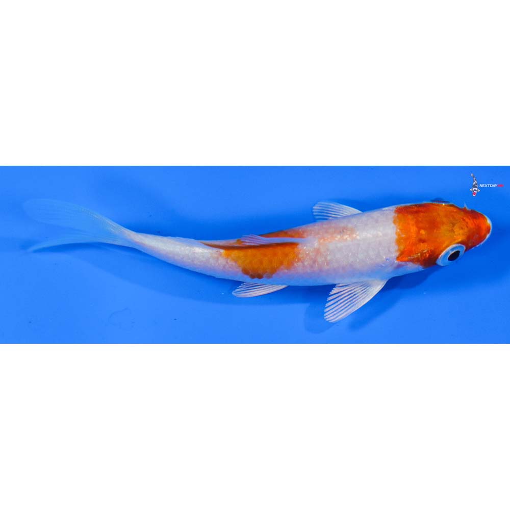 3.5” Imported Hariwake