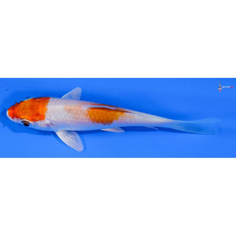 3.5” Imported Hariwake