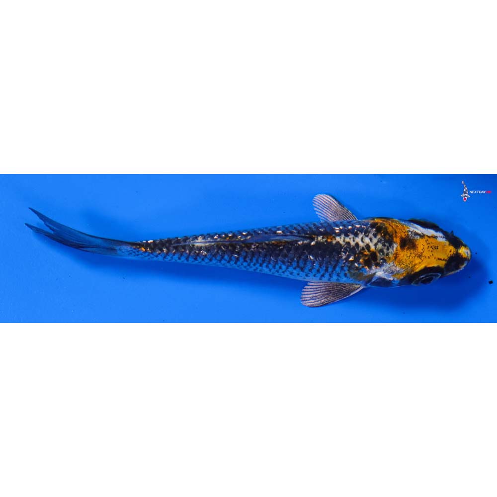 3.5” Imported Gin Rin Kujaku
