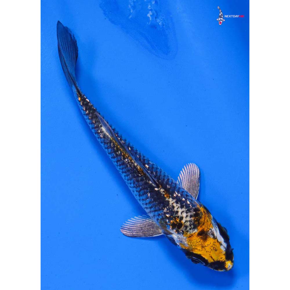 3.5” Imported Gin Rin Kujaku