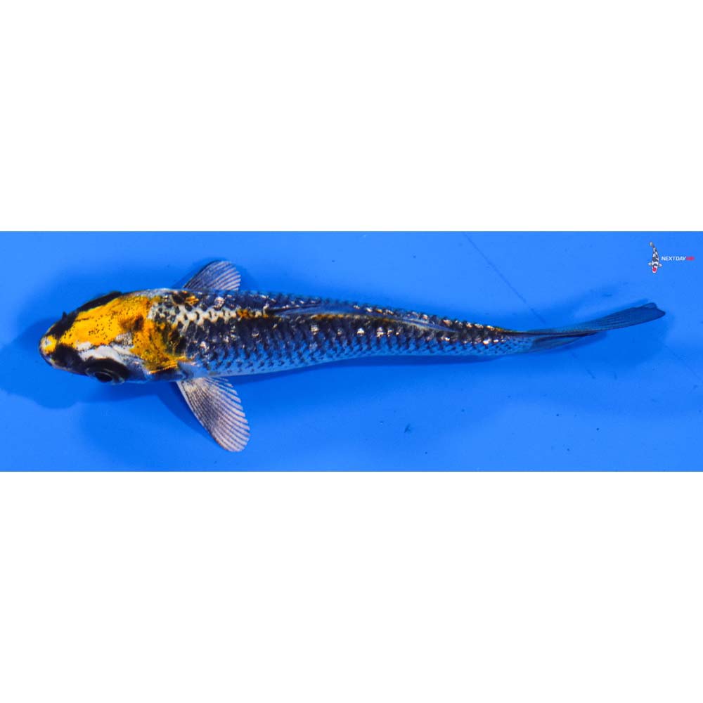 3.5” Imported Gin Rin Kujaku