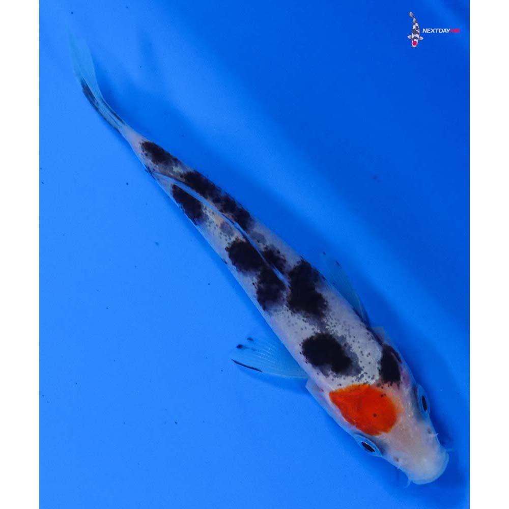 3.5” Imported Sanke