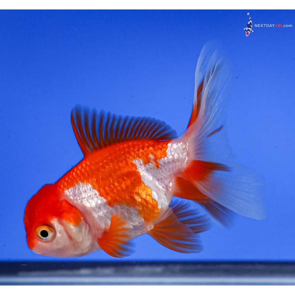 3.5” Imported Red and White Oranda