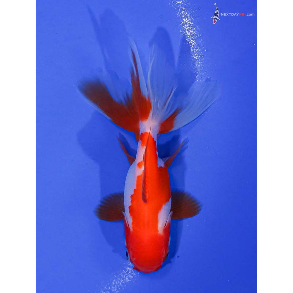 3.5” Imported Red and White Oranda