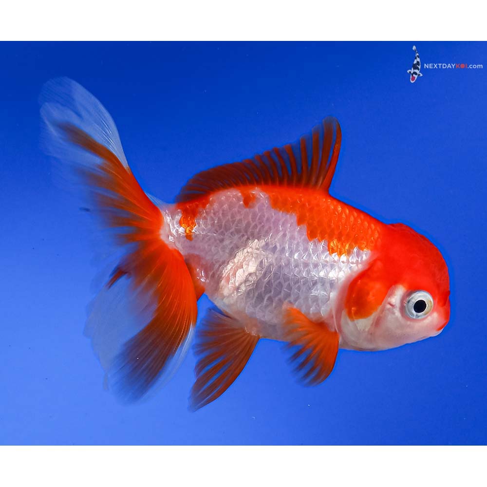 3.5” Imported Red and White Oranda