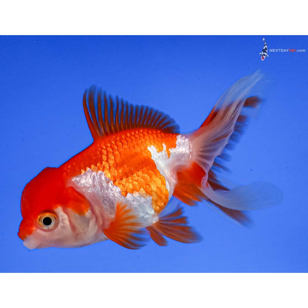 3.5” Imported Red and White Oranda