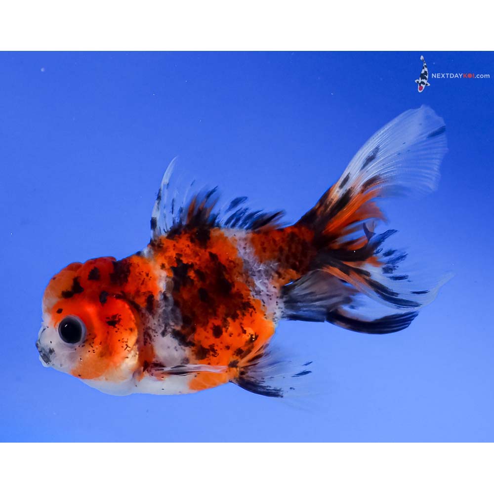 4” Imported Calico Oranda