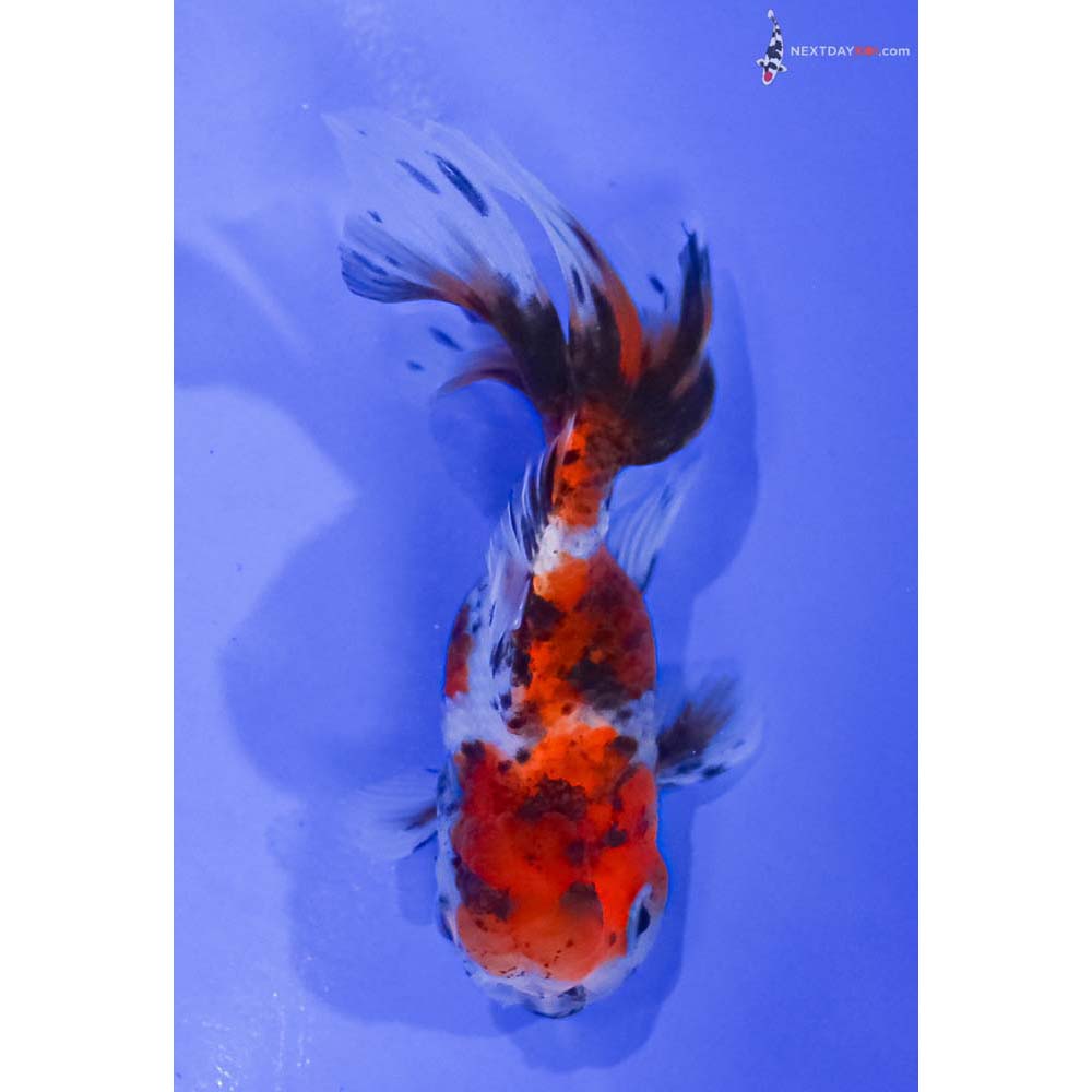 4” Imported Calico Oranda
