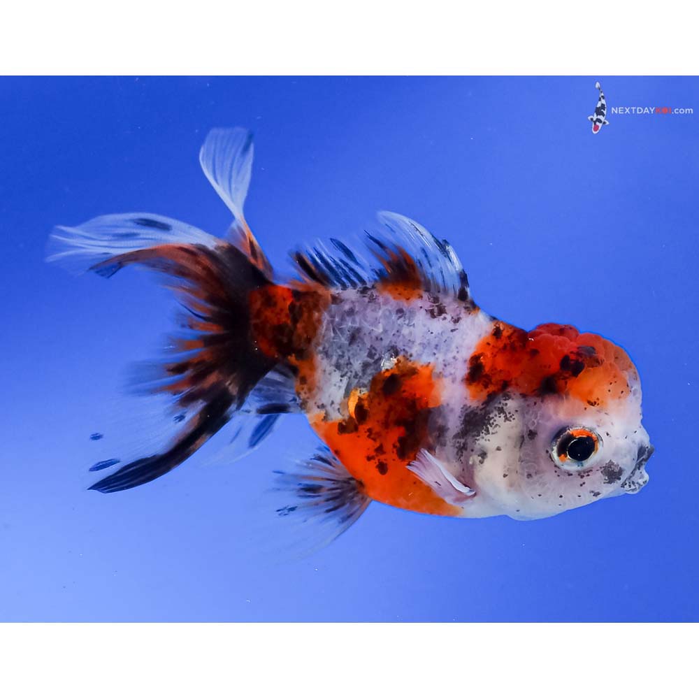 4” Imported Calico Oranda