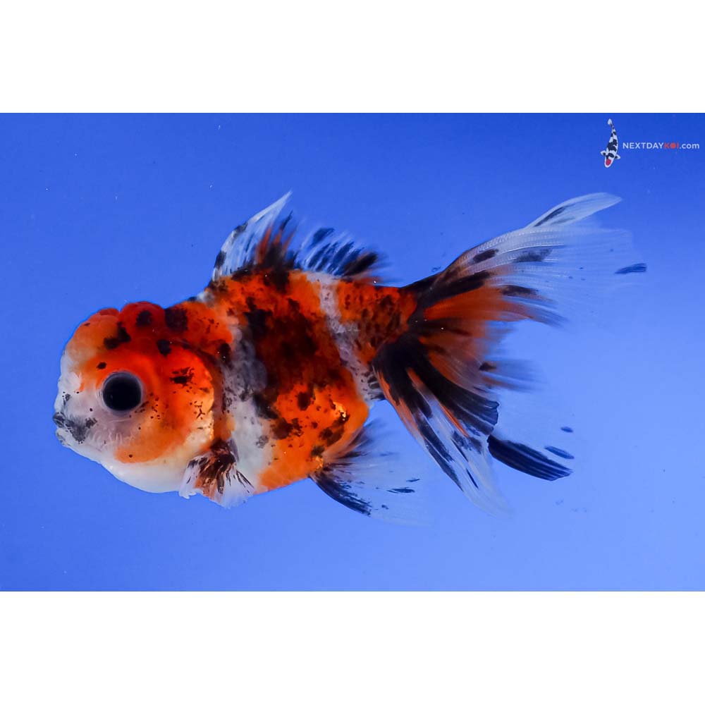 4” Imported Calico Oranda