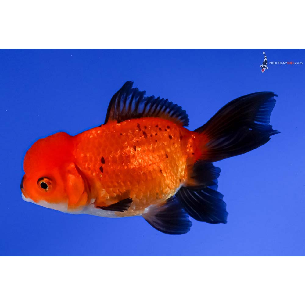 4.5” Imported Tri Color Oranda