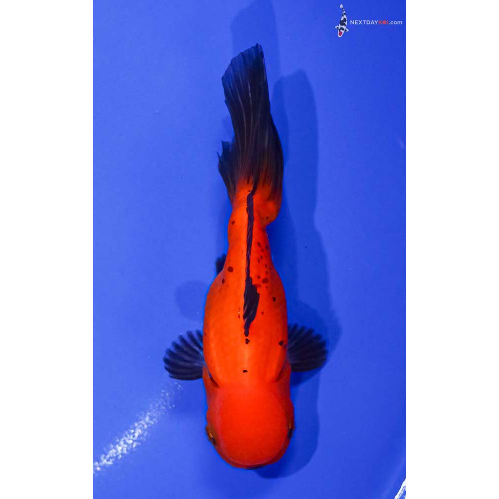 4.5” Imported Tri Color Oranda