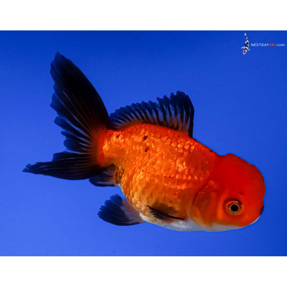 4.5” Imported Tri Color Oranda