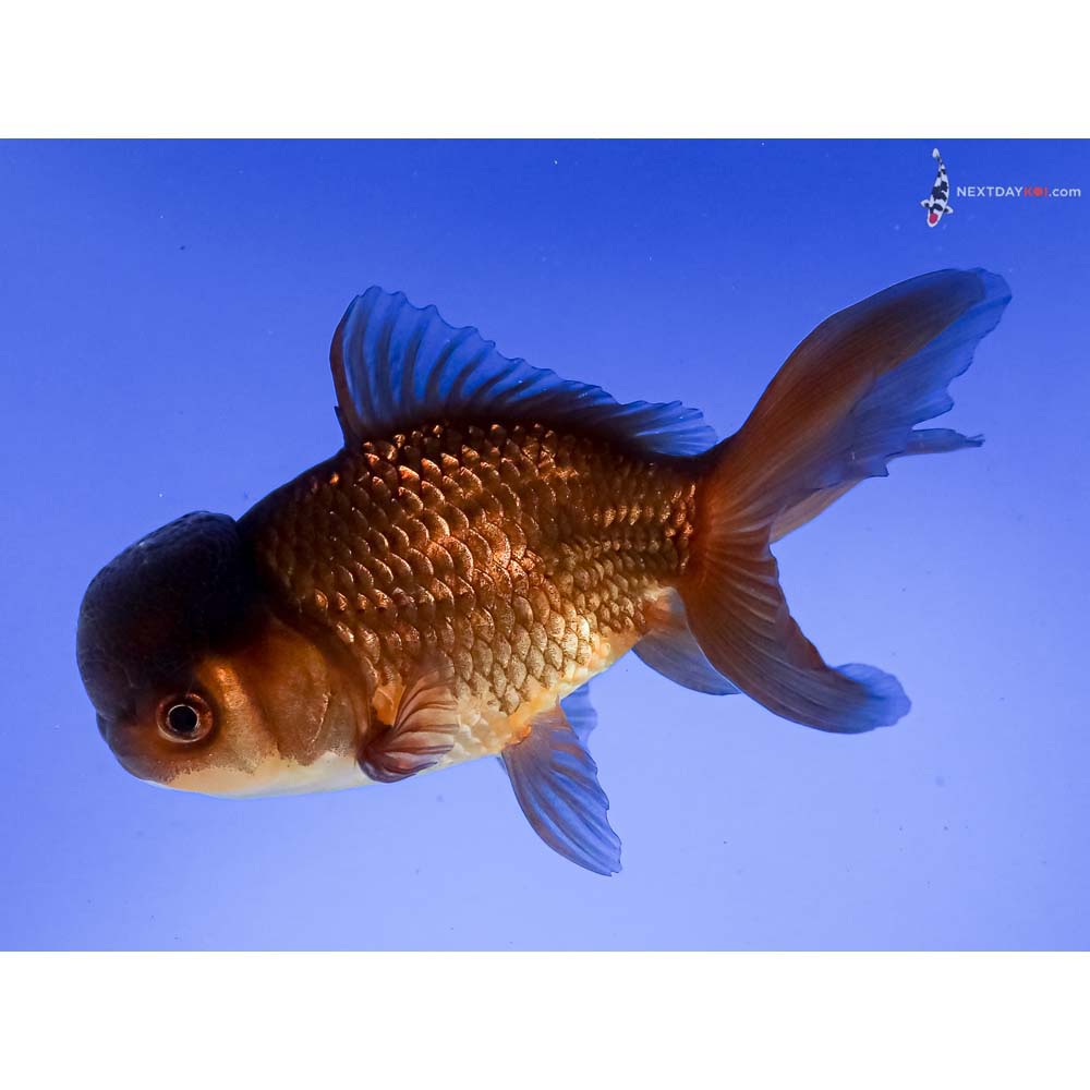 4.5” Imported Red and Black Oranda