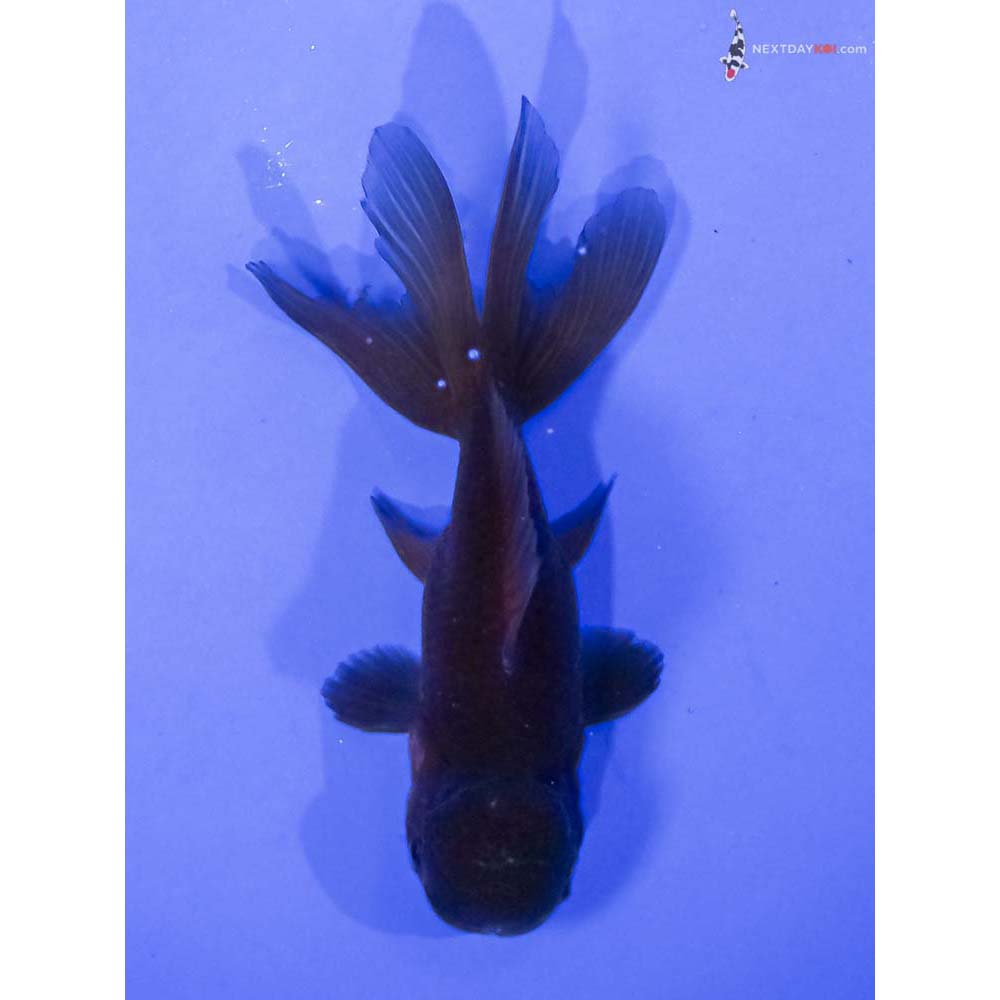 4.5” Imported Red and Black Oranda