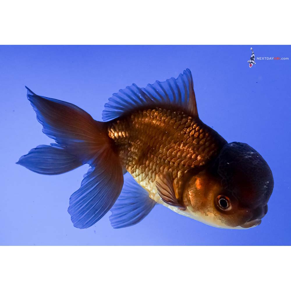 4.5” Imported Red and Black Oranda