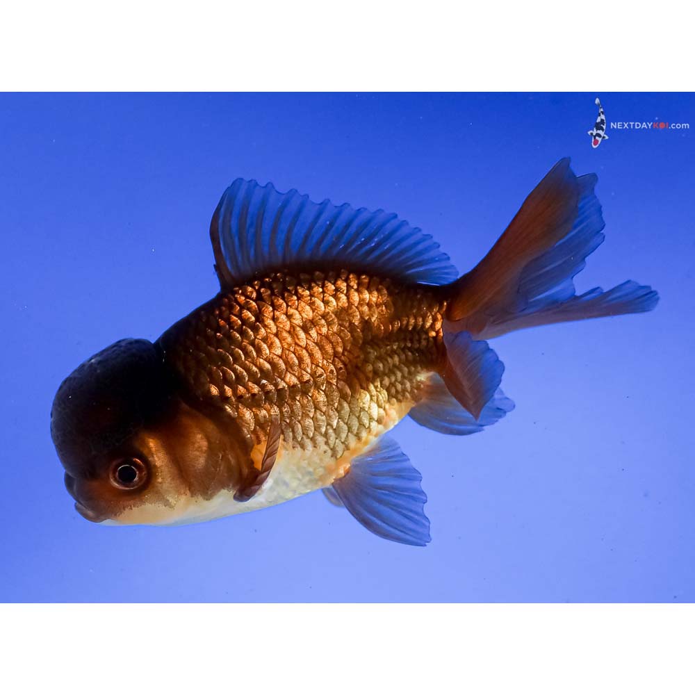 4.5” Imported Red and Black Oranda