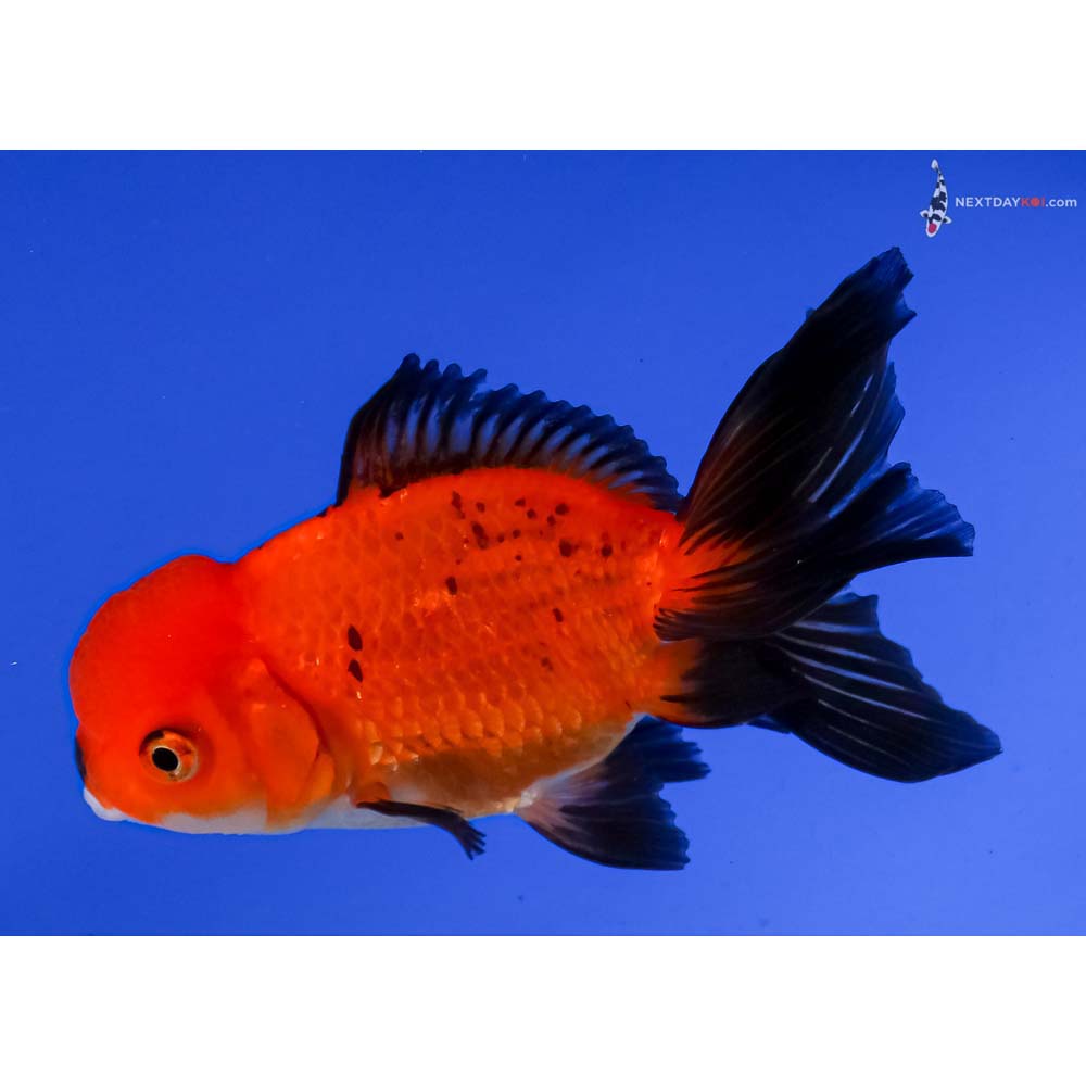 4.5” Imported Tri Color Oranda