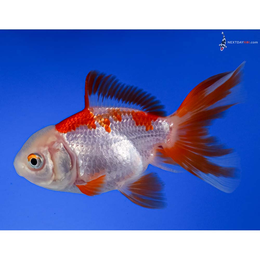 4” Imported Red and White Oranda