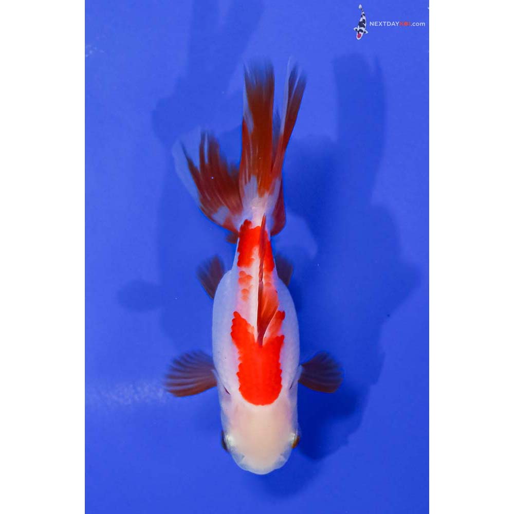 4” Imported Red and White Oranda