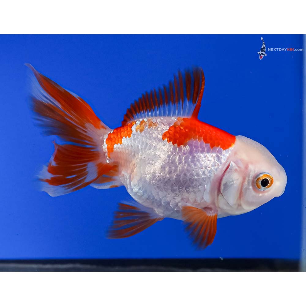 4” Imported Red and White Oranda