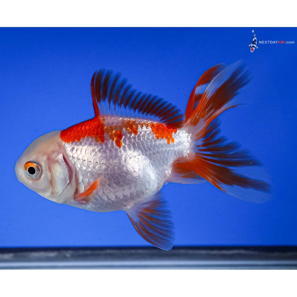 4” Imported Red and White Oranda
