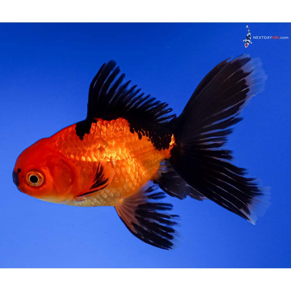 4” Imported Red and Black Oranda