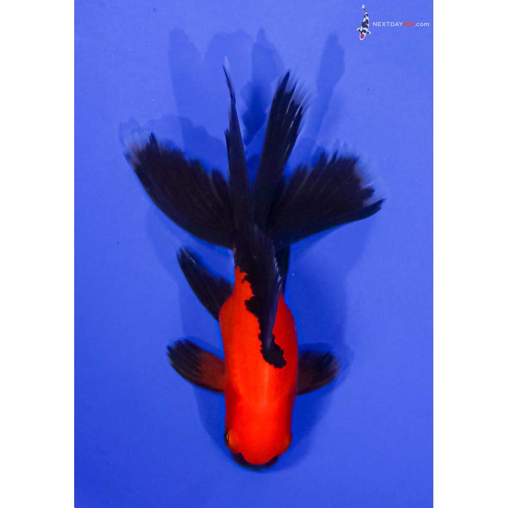 4” Imported Red and Black Oranda