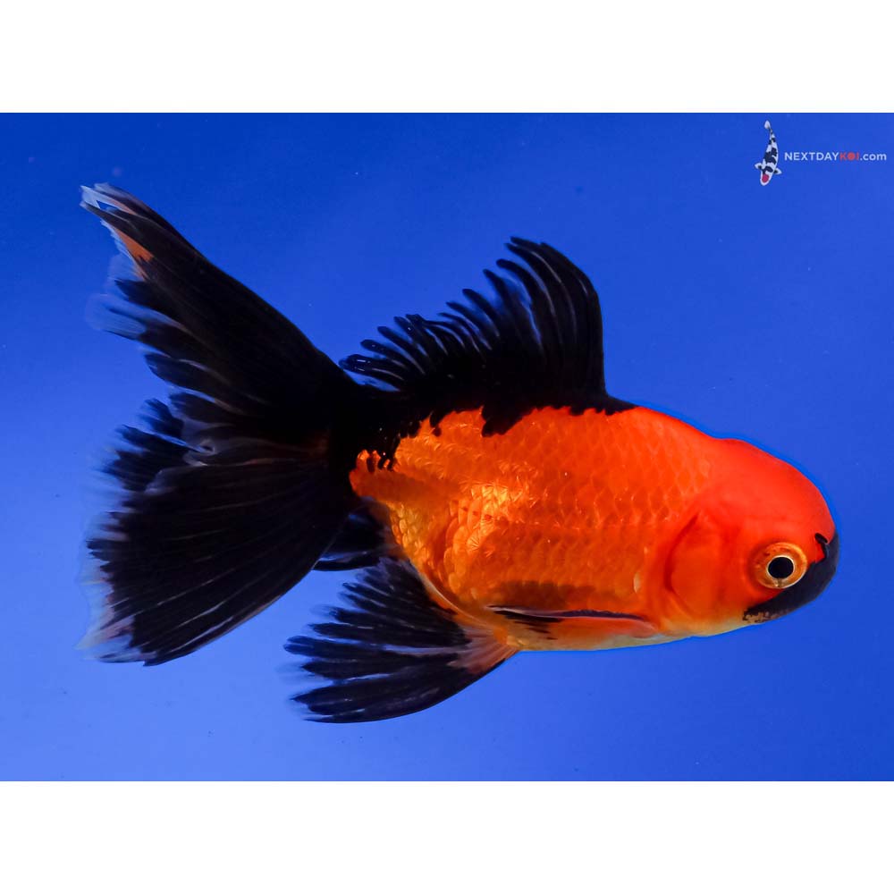 4” Imported Red and Black Oranda