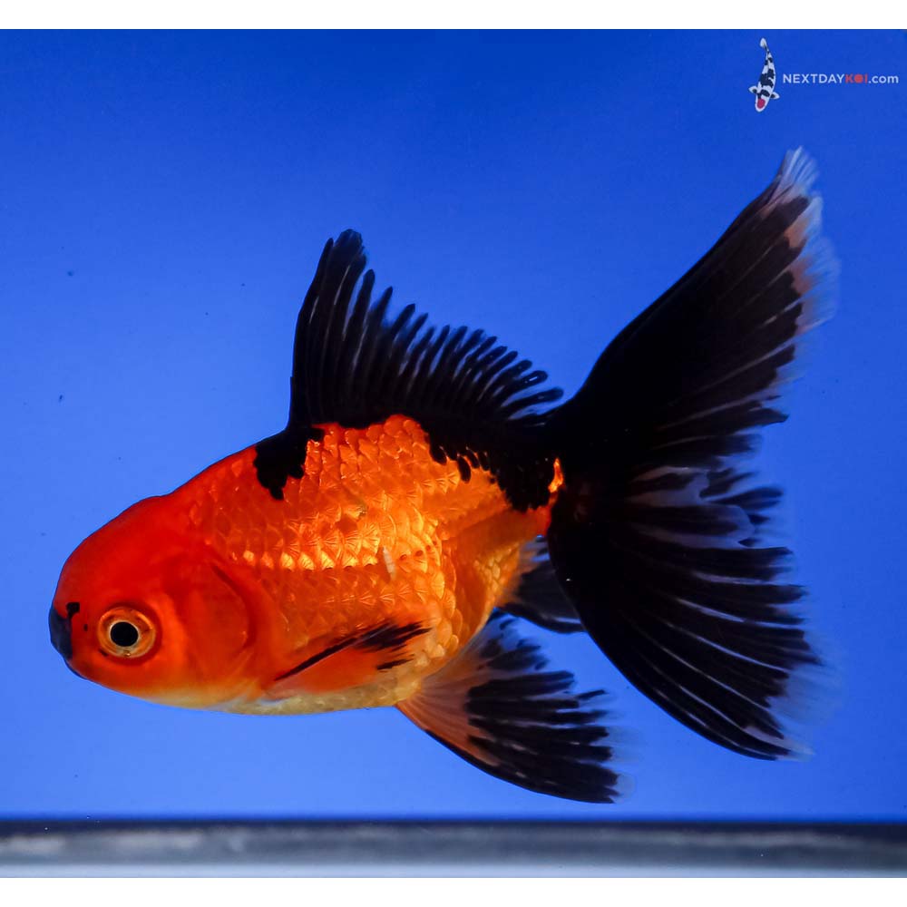 4” Imported Red and Black Oranda