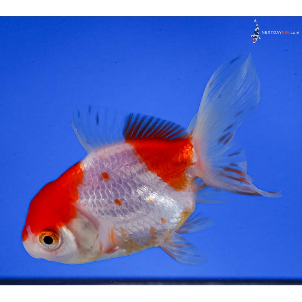 3.5” Imported Red and White Oranda