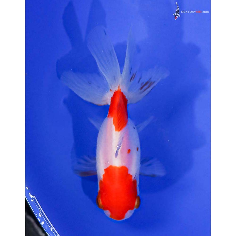 3.5” Imported Red and White Oranda