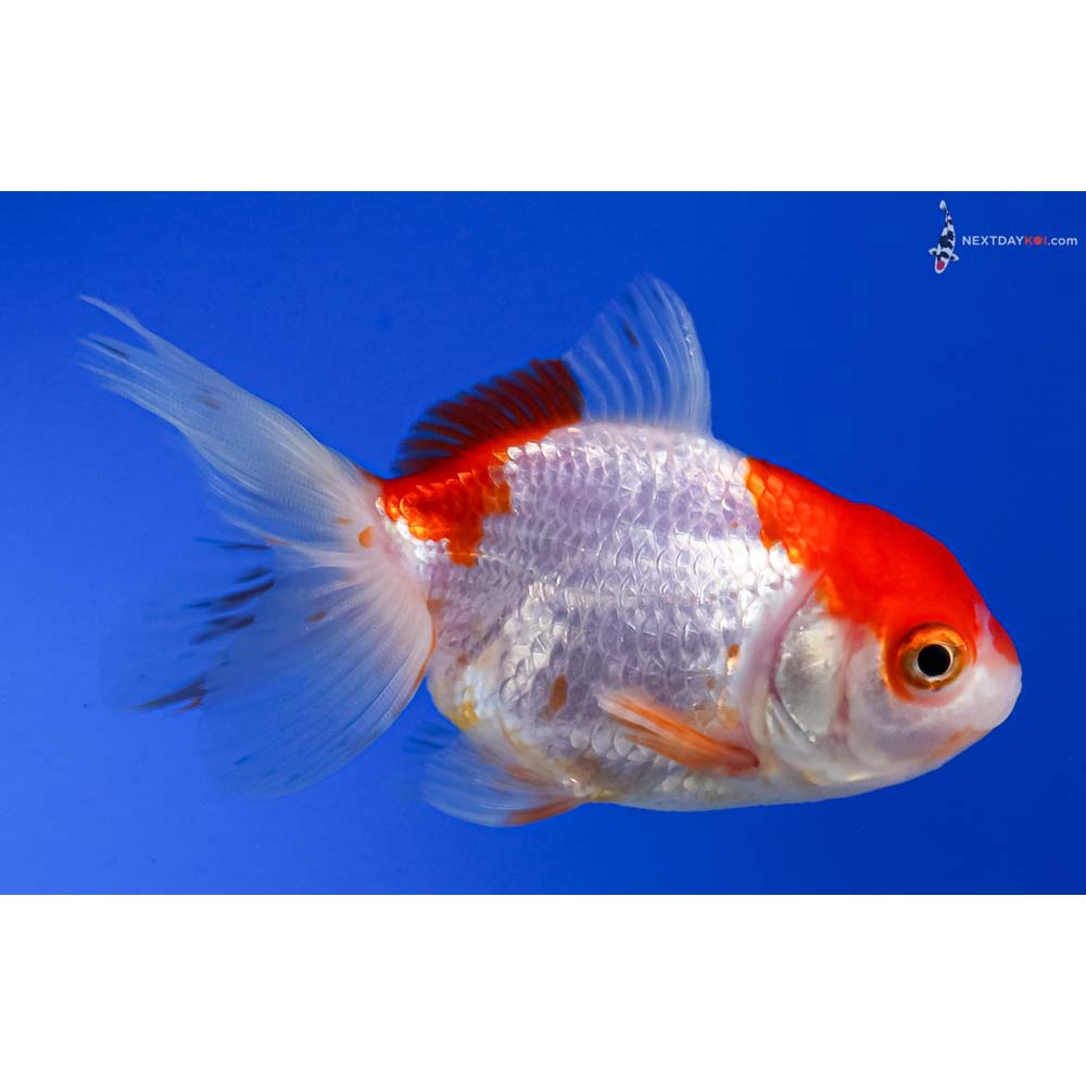 3.5” Imported Red and White Oranda