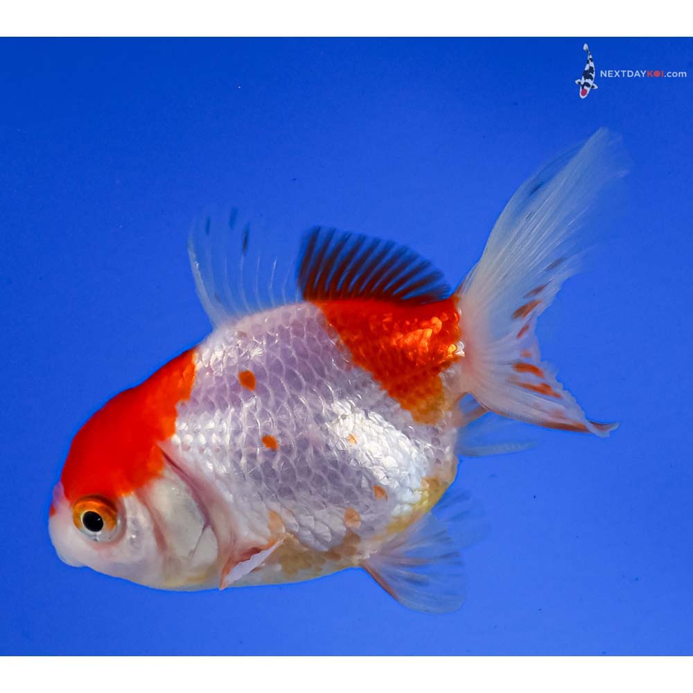 3.5” Imported Red and White Oranda