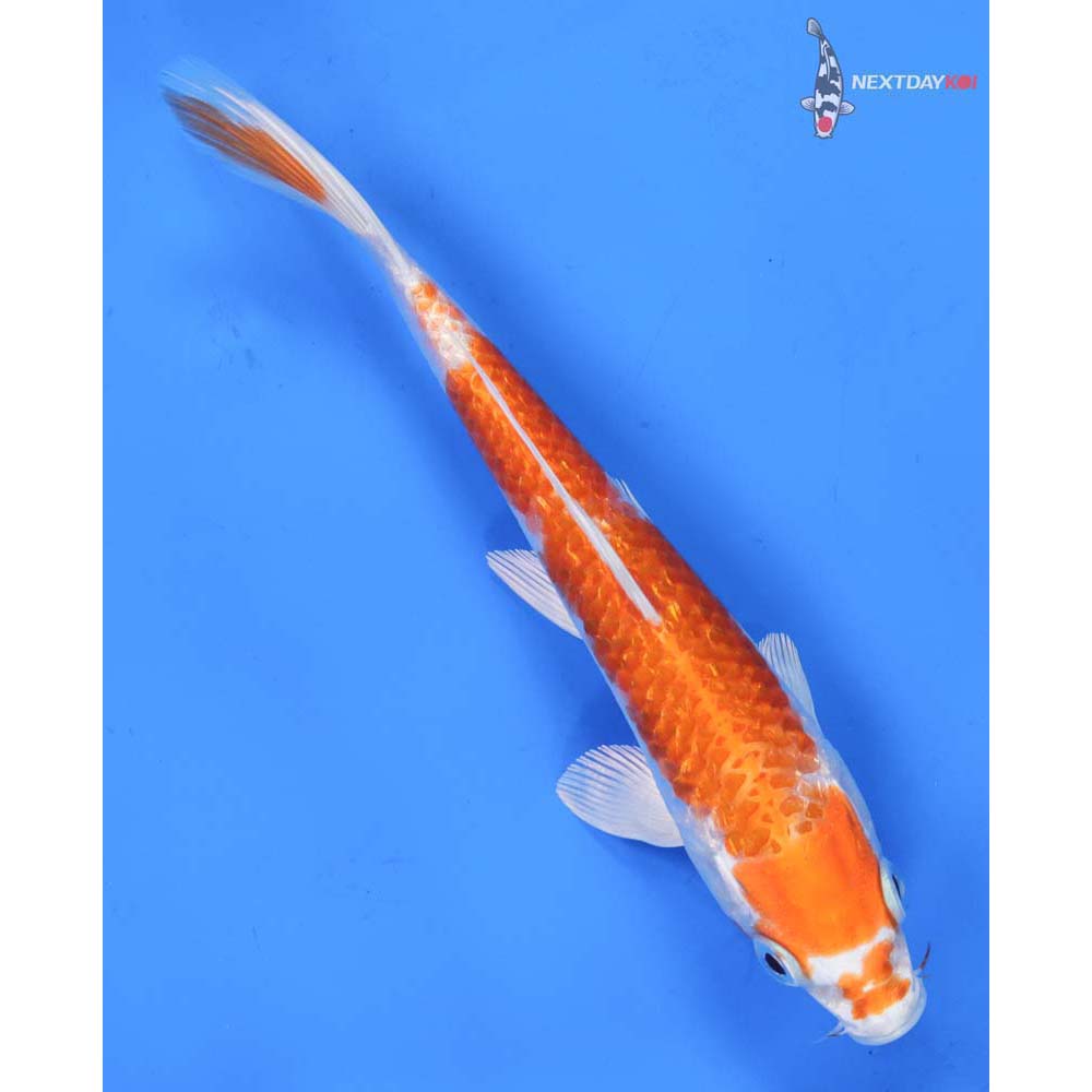 7” Imported Kikusui