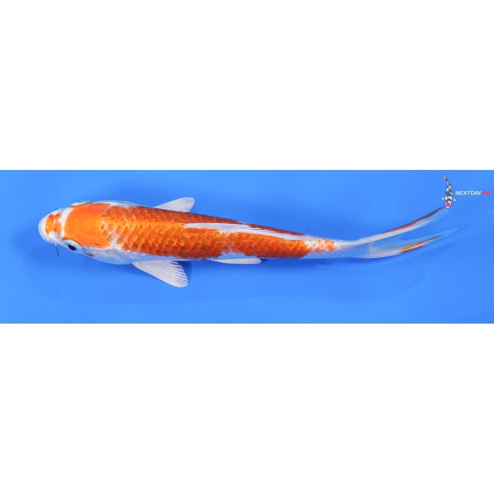 7” Imported Kikusui