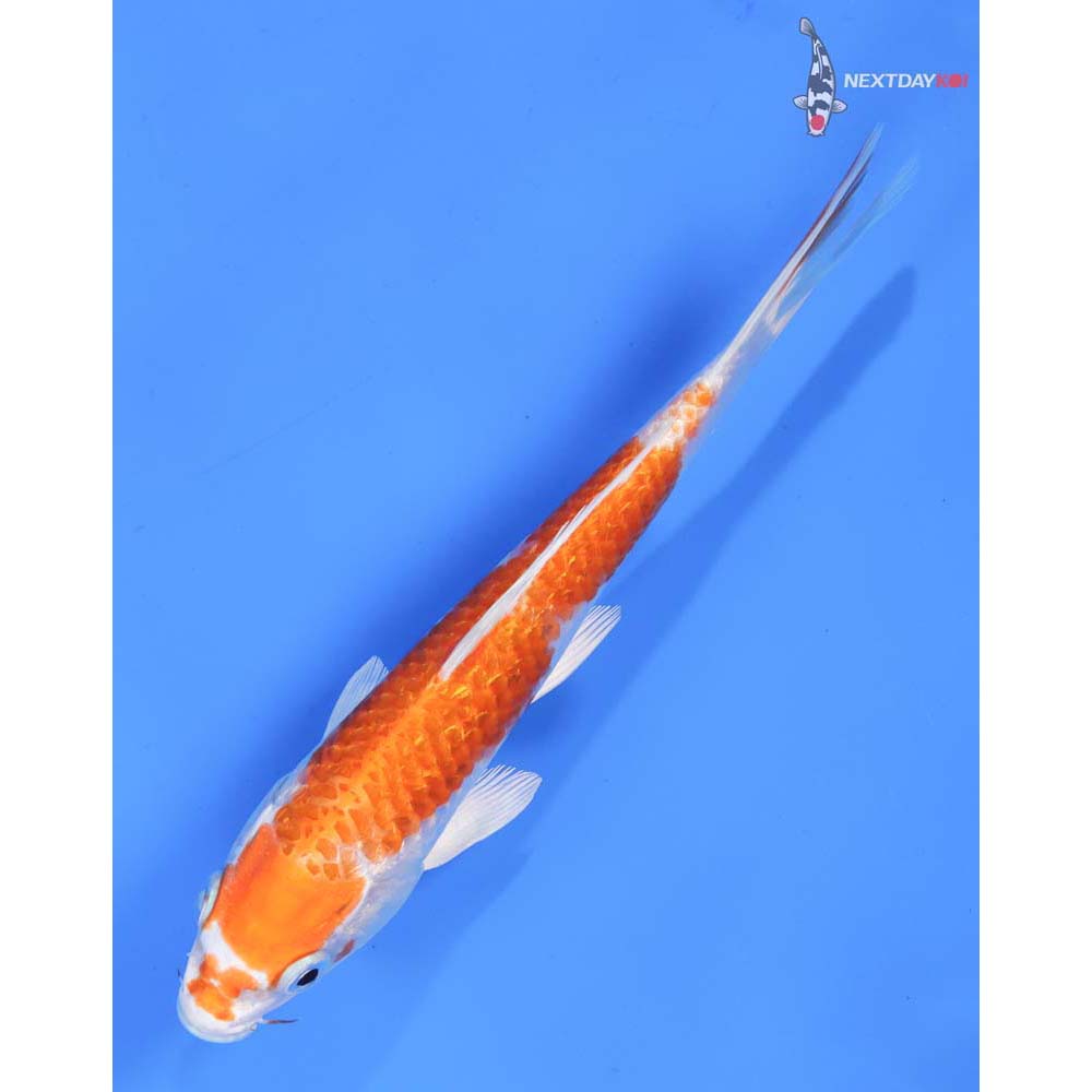 7” Imported Kikusui