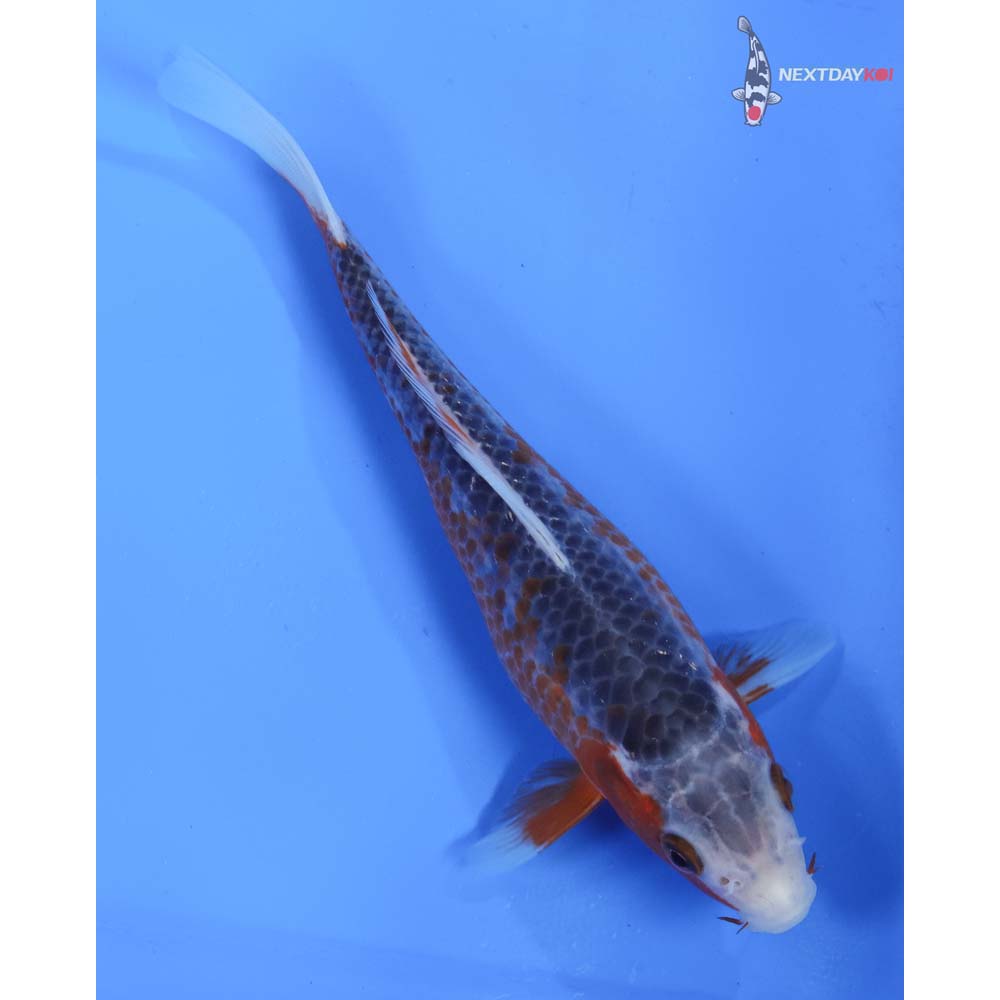 7” Imported Asagi