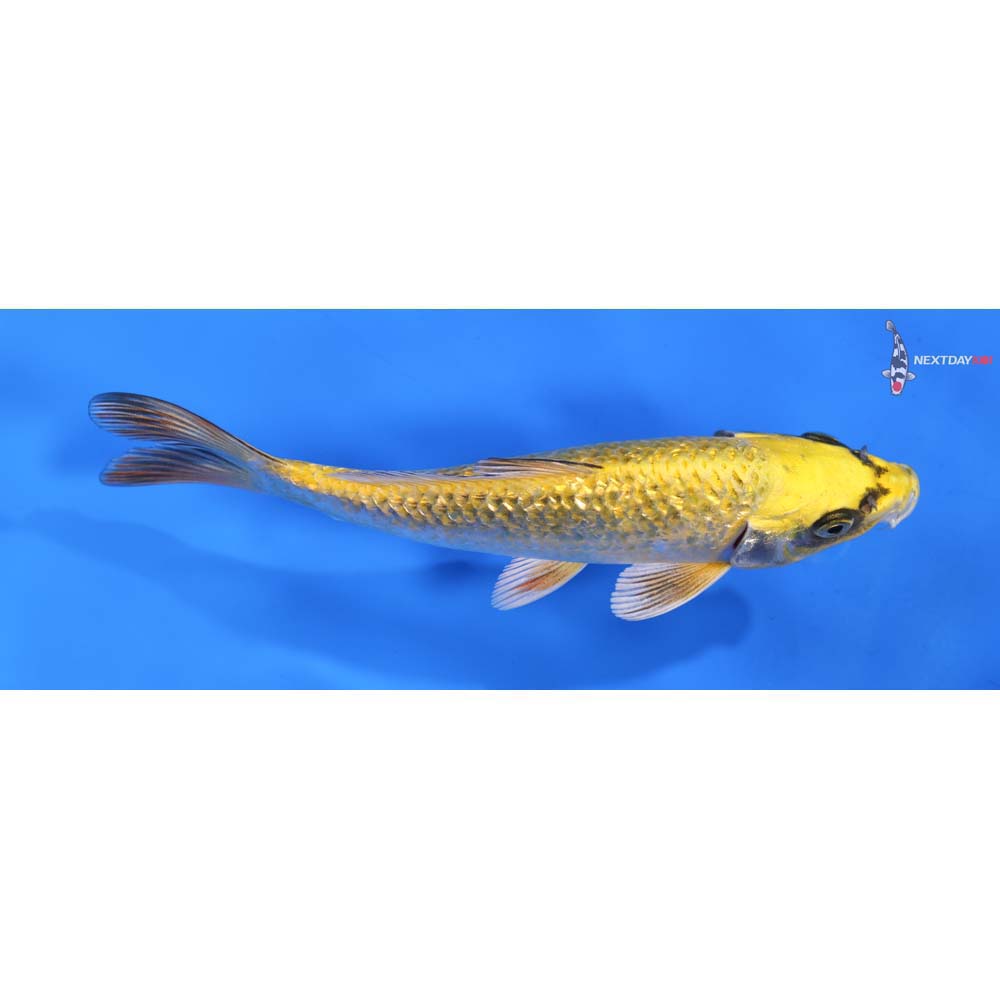 6.5” Imported Gin Rin Ki Matsuba