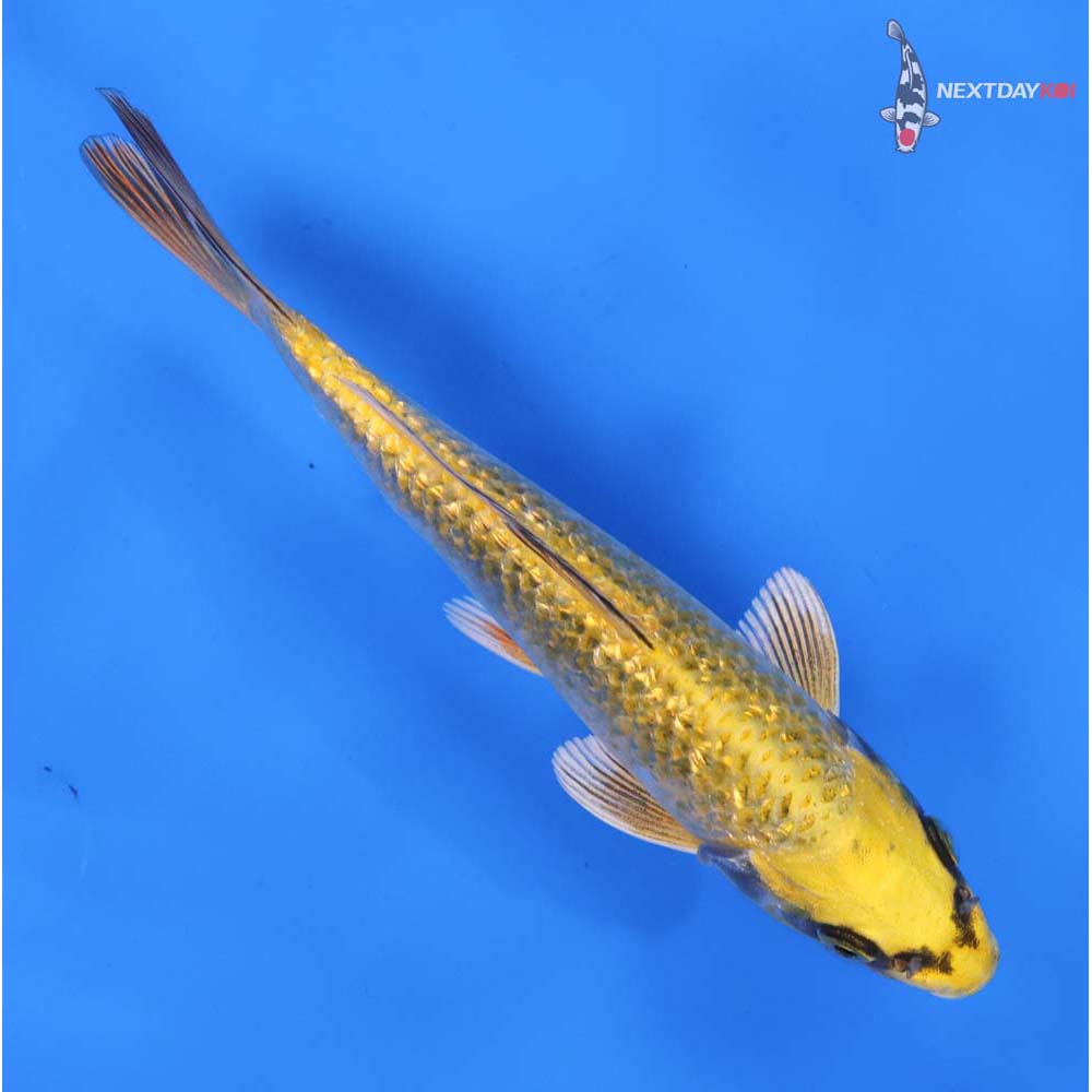 6.5” Imported Gin Rin Ki Matsuba