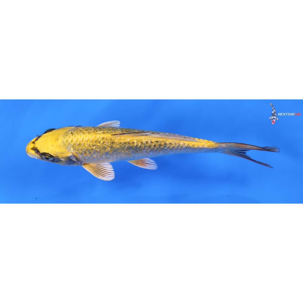 6.5” Imported Gin Rin Ki Matsuba