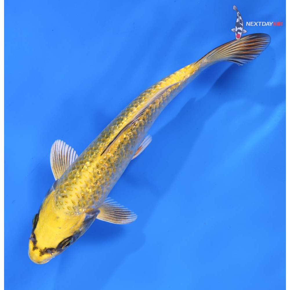 6.5” Imported Gin Rin Ki Matsuba