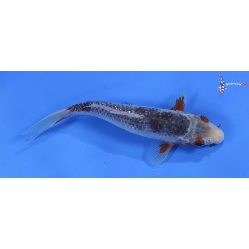 6.5” Imported Asagi