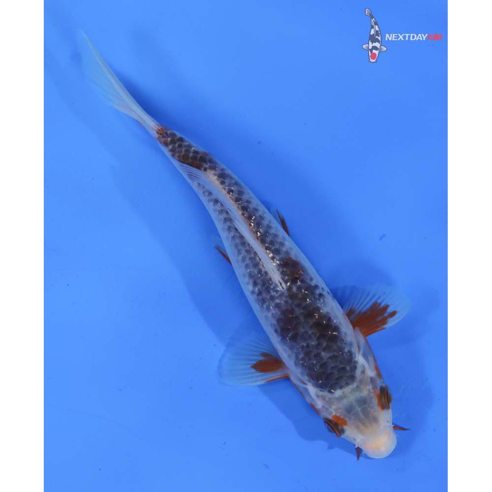 6.5” Imported Asagi
